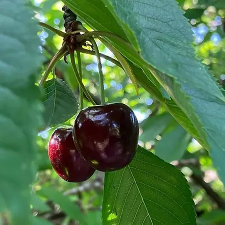 L'echapee Belle Dans Les Vosges 度假居