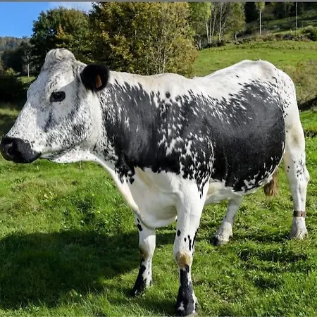 L'echapee Belle Dans Les Vosges Aydoilles