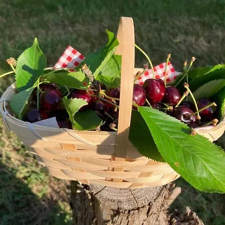 L'échapée Belle Dans Les Vosges Hébergement de vacances
