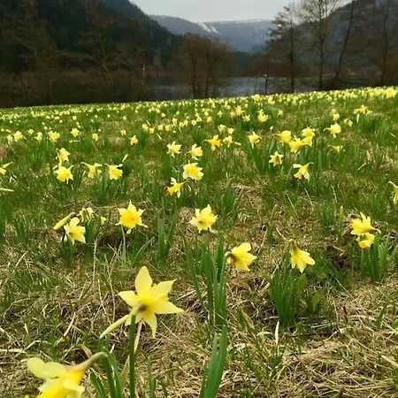 L'echapee Belle Dans Les Vosges