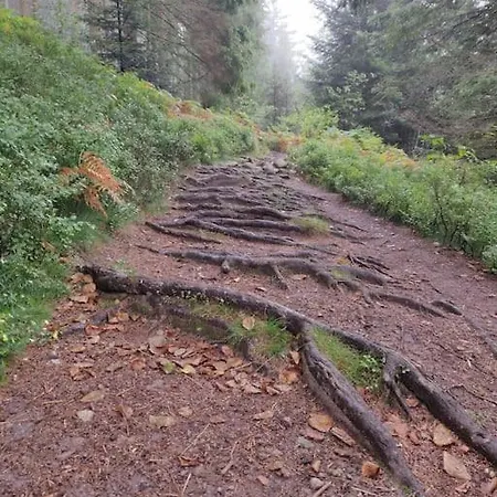 L'échapée Belle Dans Les Vosges