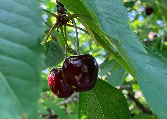 L'echapee Belle Dans Les Vosges Дом отдыха