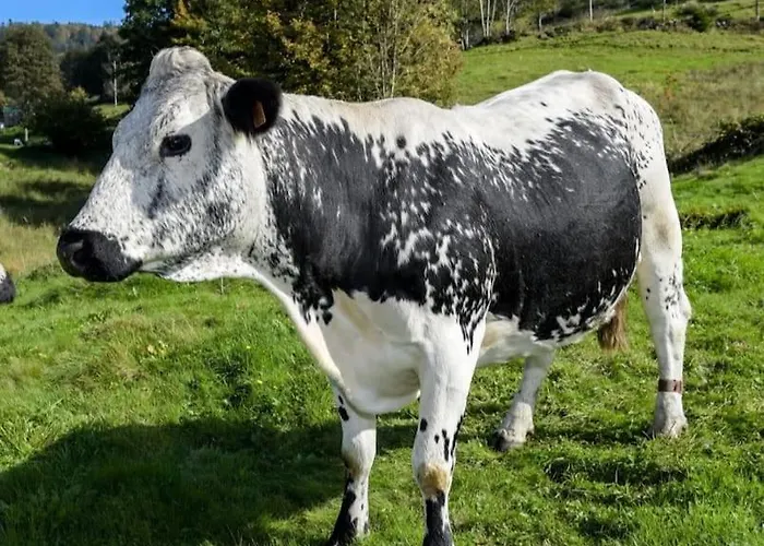 L'echapee Belle Dans Les Vosges Aydoilles