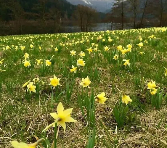 L'echapee Belle Dans Les Vosges