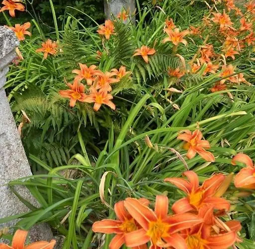 L'echapee Belle Dans Les Vosges *