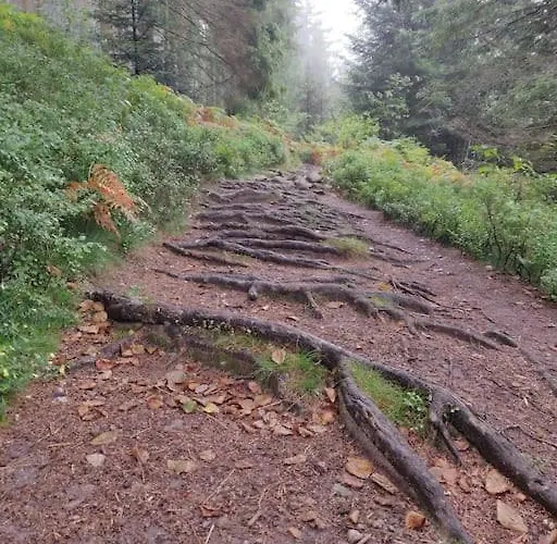L'echapee Belle Dans Les Vosges